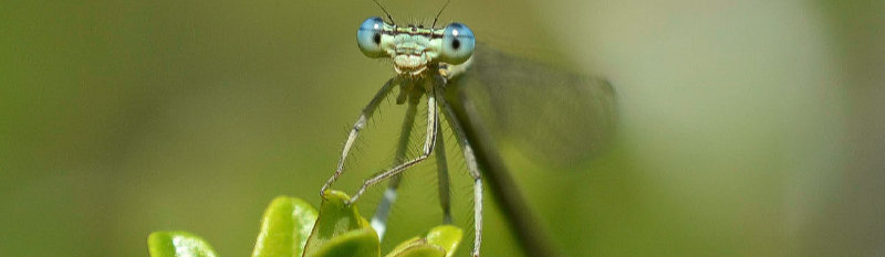 Libelle blickt in die Kamera. Aufgenommen mit einem Macroobjektiv.